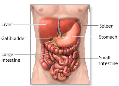 Exploratory Laparotomy